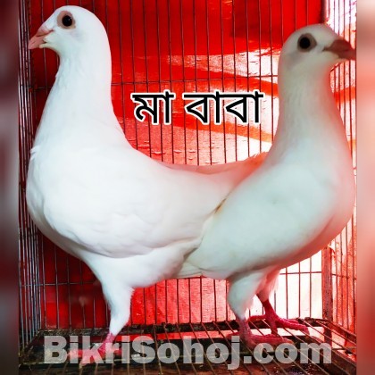 ইরানি হোমা কবুতর